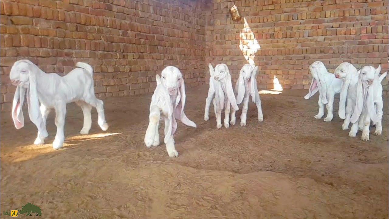 بز گُلابی؛ بز پاکستانی با گوش‌هایی شبیه حوله حمام که رکورددار درازترین گوش جهان است!