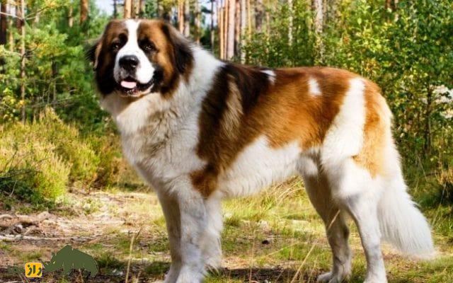 سگ سنگسر یا سگ مازنی؛ سگ معروف به «کوهپیما» که صورتی شبیه خرس دارد سگ سنگسر یا سگ مازنی؛ سگ معروف به «کوهپیما» که صورتی شبیه خرس دارد