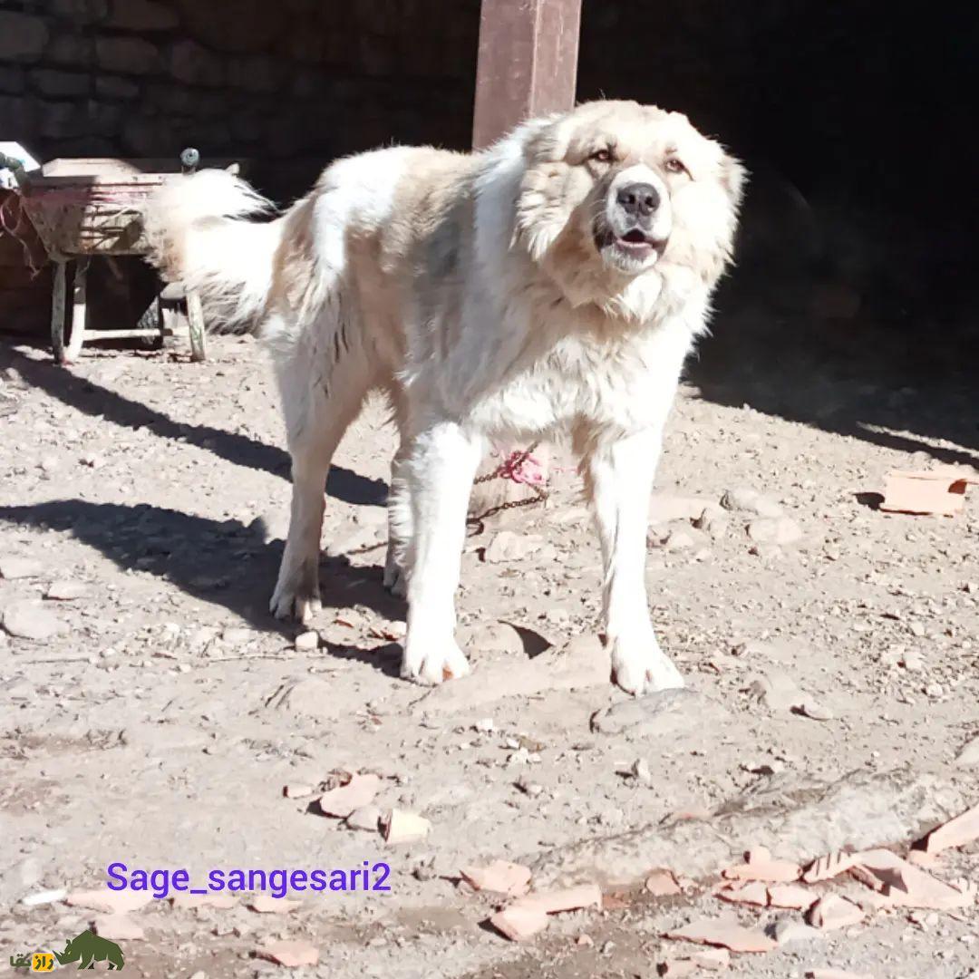 سگ سنگسر یا سگ مازنی؛ سگ معروف به «کوهپیما» که صورتی شبیه خرس دارد سگ سنگسر یا سگ مازنی؛ سگ معروف به «کوهپیما» که صورتی شبیه خرس دارد