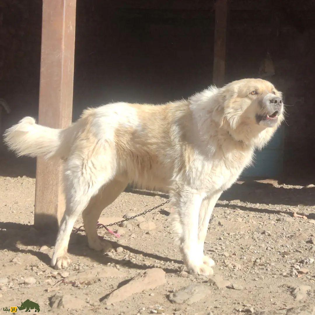 سگ سنگسر یا سگ مازنی؛ سگ معروف به «کوهپیما» که صورتی شبیه خرس دارد سگ سنگسر یا سگ مازنی؛ سگ معروف به «کوهپیما» که صورتی شبیه خرس دارد