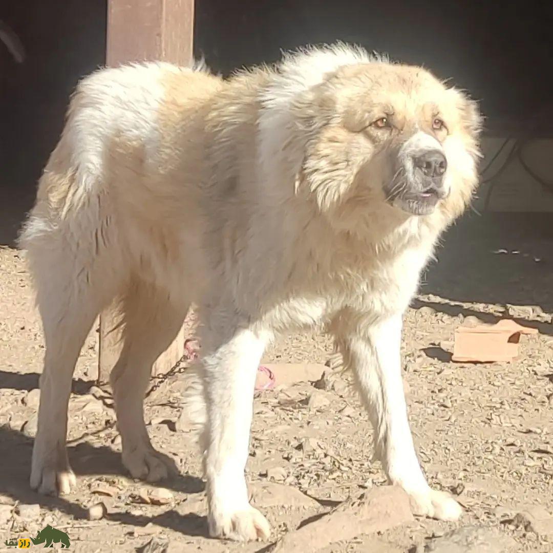 سگ سنگسر یا سگ مازنی؛ سگ معروف به «کوهپیما» که صورتی شبیه خرس دارد سگ سنگسر یا سگ مازنی؛ سگ معروف به «کوهپیما» که صورتی شبیه خرس دارد