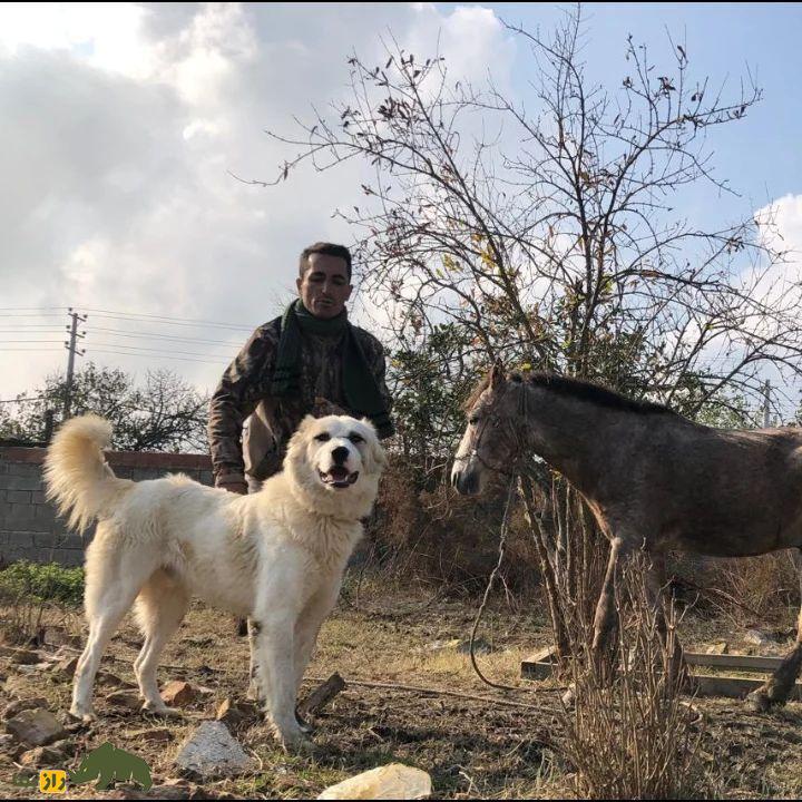 سگ سنگسر یا سگ مازنی؛ سگ معروف به «کوهپیما» که صورتی شبیه خرس دارد سگ سنگسر یا سگ مازنی؛ سگ معروف به «کوهپیما» که صورتی شبیه خرس دارد