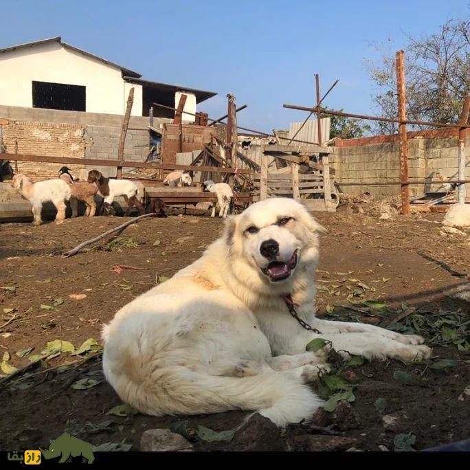 سگ سنگسر یا سگ مازنی؛ سگ معروف به «کوهپیما» که صورتی شبیه خرس دارد سگ سنگسر یا سگ مازنی؛ سگ معروف به «کوهپیما» که صورتی شبیه خرس دارد