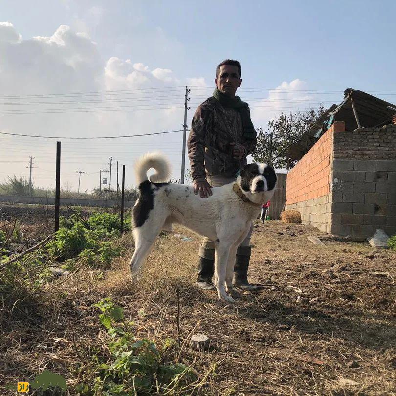 سگ سنگسر یا سگ مازنی؛ سگ معروف به «کوهپیما» که صورتی شبیه خرس دارد سگ سنگسر یا سگ مازنی؛ سگ معروف به «کوهپیما» که صورتی شبیه خرس دارد