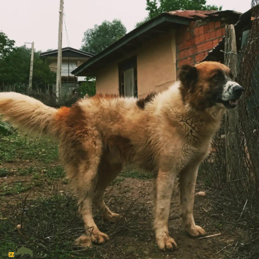سگ سنگسر یا سگ مازنی؛ سگ معروف به «کوهپیما» که صورتی شبیه خرس دارد سگ سنگسر یا سگ مازنی؛ سگ معروف به «کوهپیما» که صورتی شبیه خرس دارد