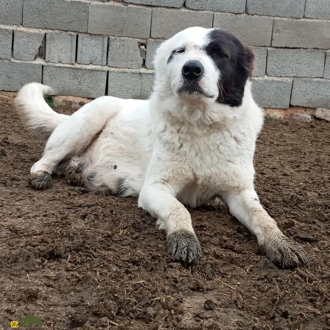 سگ سنگسر یا سگ مازنی؛ سگ معروف به «کوهپیما» که صورتی شبیه خرس دارد سگ سنگسر یا سگ مازنی؛ سگ معروف به «کوهپیما» که صورتی شبیه خرس دارد
