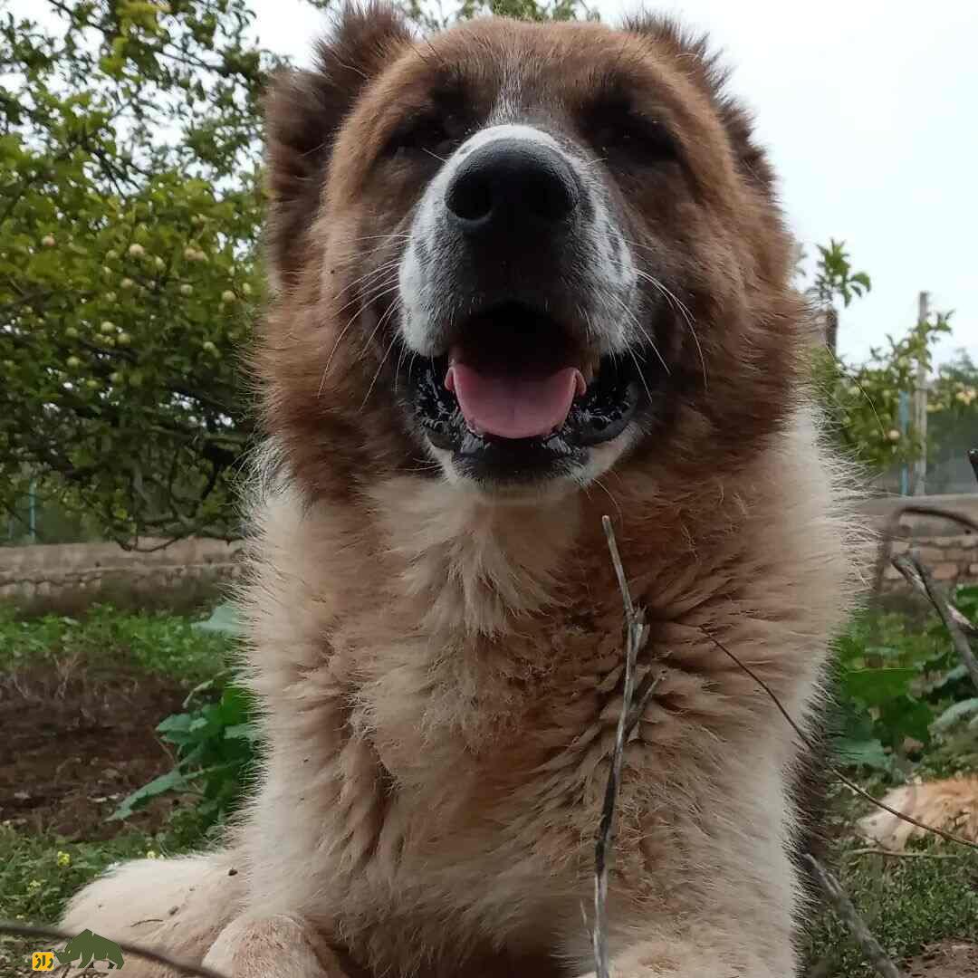 سگ سنگسر یا سگ مازنی؛ سگ معروف به «کوهپیما» که صورتی شبیه خرس دارد سگ سنگسر یا سگ مازنی؛ سگ معروف به «کوهپیما» که صورتی شبیه خرس دارد