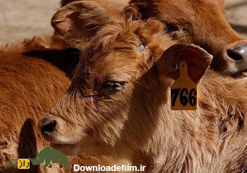 گاو سرابی؛ گاو ایرانی معروف به» گاو کوهستان» که ۲۴۰۰ کیلوگرم شیر میدهد گاو سرابی؛ گاو ایرانی معروف به» گاو کوهستان» که ۲۴۰۰ کیلوگرم شیر میدهد
