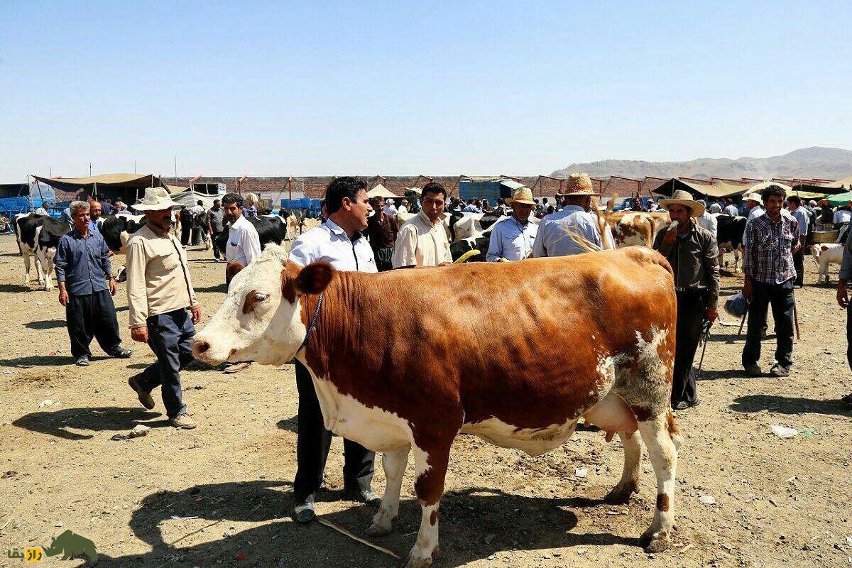 گاو سرابی؛ گاو ایرانی معروف به «گاو کوهستان» که ۲۴۰۰ کیلوگرم شیر می‌دهد