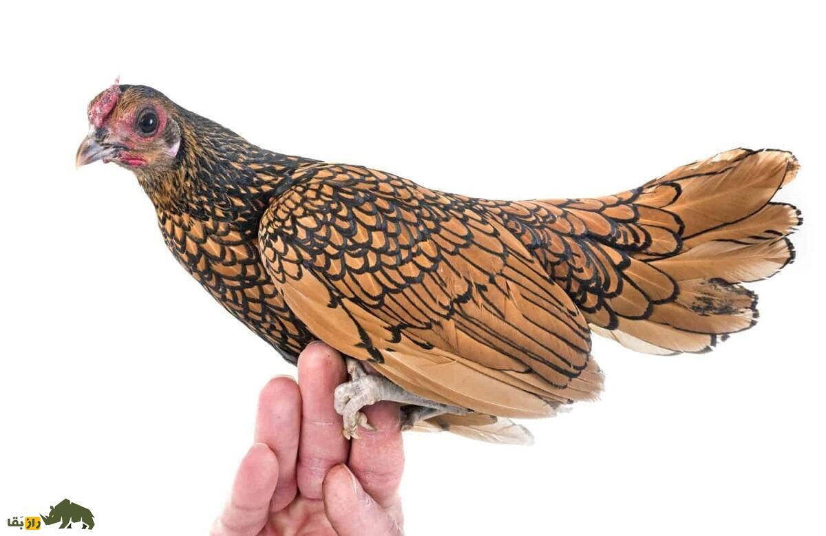 مرغ سبرایت؛ مرغ مینیاتوری زیبایی که ظاهرش یادآور دوران رنسانس است مرغ سبرایت؛ مرغ مینیاتوری زیبایی که ظاهرش یادآور دوران رنسانس است