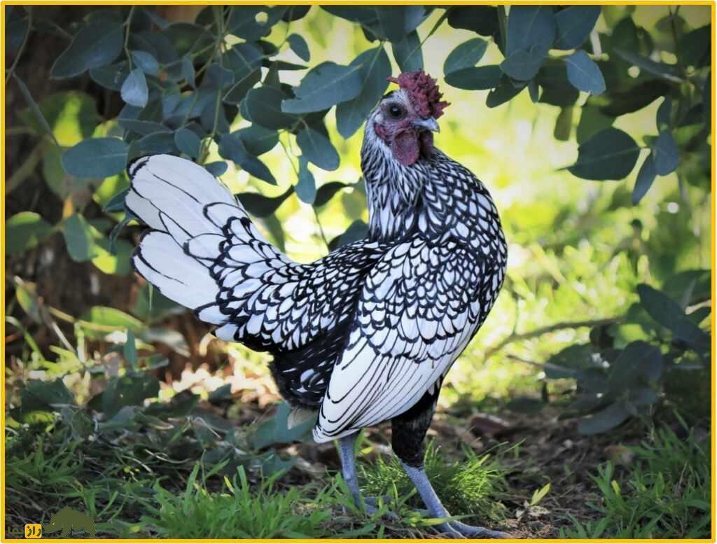 مرغ سبرایت؛ مرغ مینیاتوری زیبایی که ظاهرش یادآور دوران رنسانس است مرغ سبرایت؛ مرغ مینیاتوری زیبایی که ظاهرش یادآور دوران رنسانس است