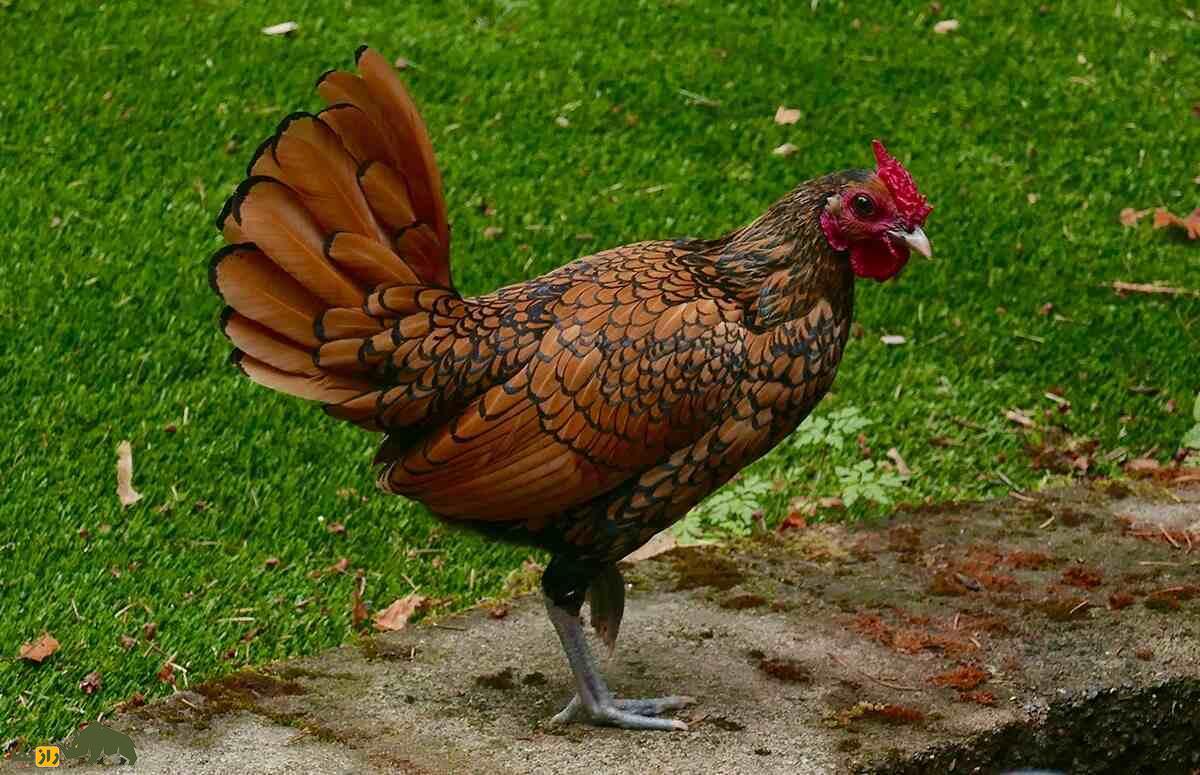 مرغ سبرایت؛ مرغ مینیاتوری زیبایی که ظاهرش یادآور دوران رنسانس است مرغ سبرایت؛ مرغ مینیاتوری زیبایی که ظاهرش یادآور دوران رنسانس است