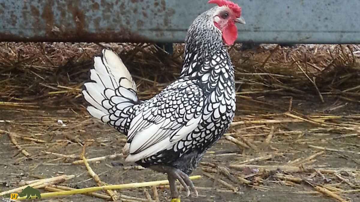 مرغ سبرایت؛ مرغ مینیاتوری زیبایی که ظاهرش یادآور دوران رنسانس است مرغ سبرایت؛ مرغ مینیاتوری زیبایی که ظاهرش یادآور دوران رنسانس است