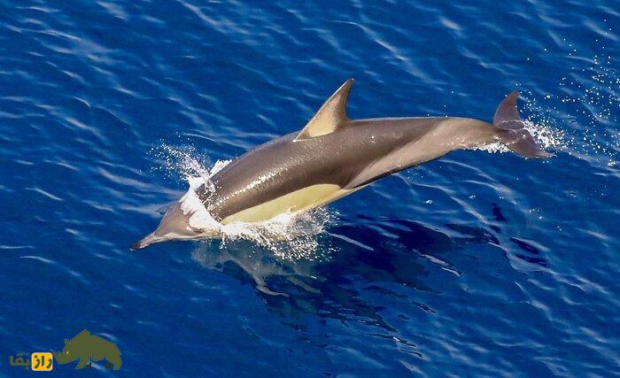 دلفین در آب