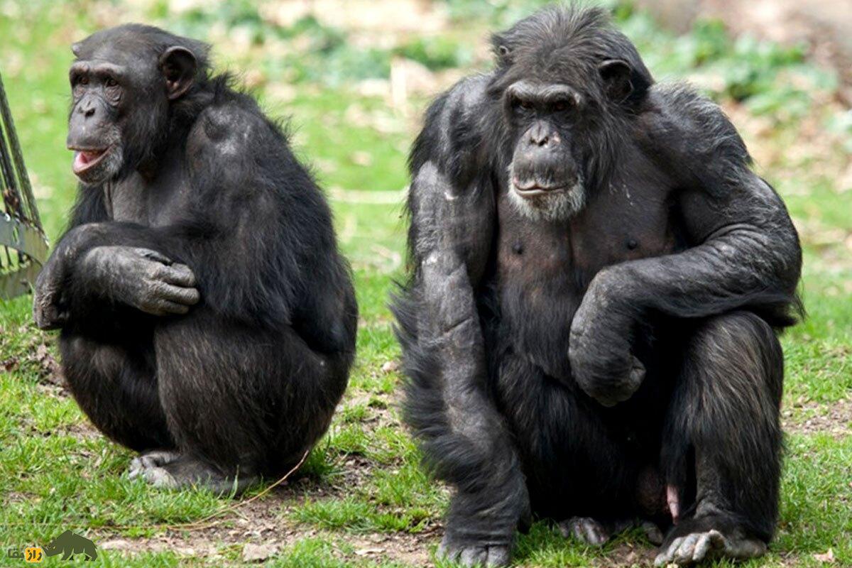 کدام حیوانات خودارضایی می‌کنند؟! عجیب‌ترین روش خودارضایی متعلق به کدام حیوان است؟!