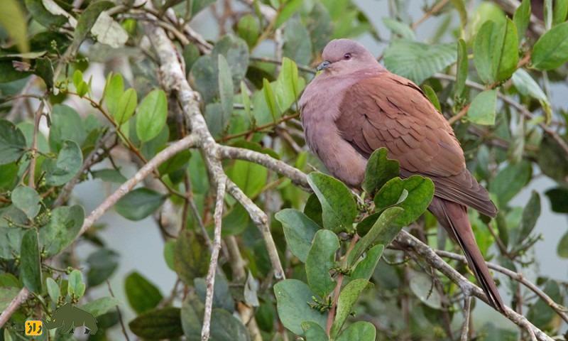 کبوتر گلگون؛ کبوتربه رنگ شرابی که در بالای ۵ متری درختان لانه میسازد کبوتر گلگون؛ کبوتربه رنگ شرابی که در بالای ۵ متری درختان لانه میسازد