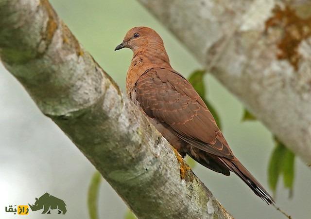 کبوتر گلگون؛ کبوتربه رنگ شرابی که در بالای ۵ متری درختان لانه میسازد کبوتر گلگون؛ کبوتربه رنگ شرابی که در بالای ۵ متری درختان لانه میسازد