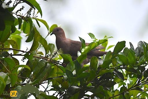 کبوتر گلگون؛ کبوتربه رنگ شرابی که در بالای ۵ متری درختان لانه میسازد کبوتر گلگون؛ کبوتربه رنگ شرابی که در بالای ۵ متری درختان لانه میسازد