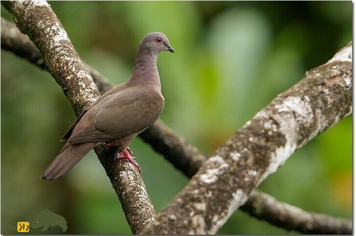 کبوتر گلگون؛ کبوتربه رنگ شرابی که در بالای ۵ متری درختان لانه میسازد کبوتر گلگون؛ کبوتربه رنگ شرابی که در بالای ۵ متری درختان لانه میسازد