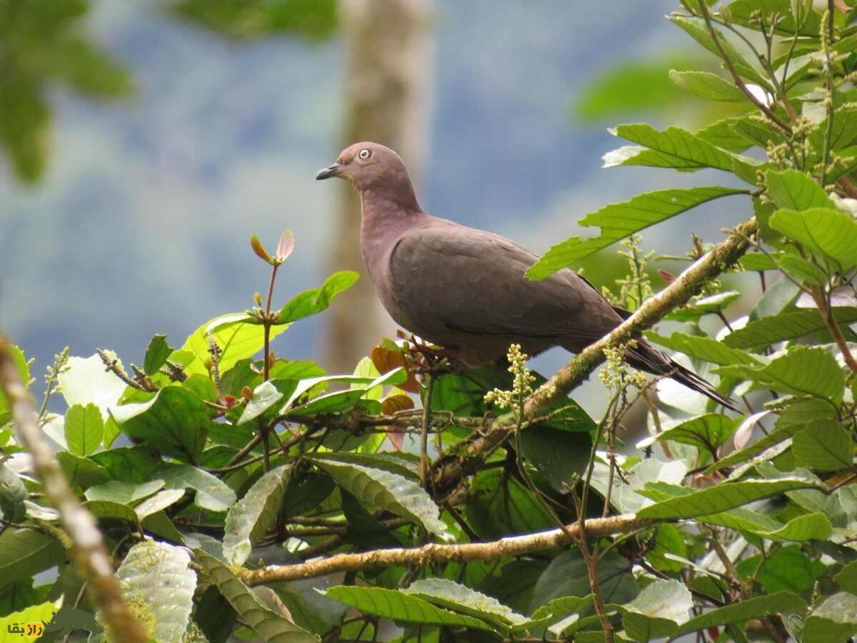 کبوتر گلگون؛ کبوتربه رنگ شرابی که در بالای ۵ متری درختان لانه میسازد کبوتر گلگون؛ کبوتربه رنگ شرابی که در بالای ۵ متری درختان لانه میسازد