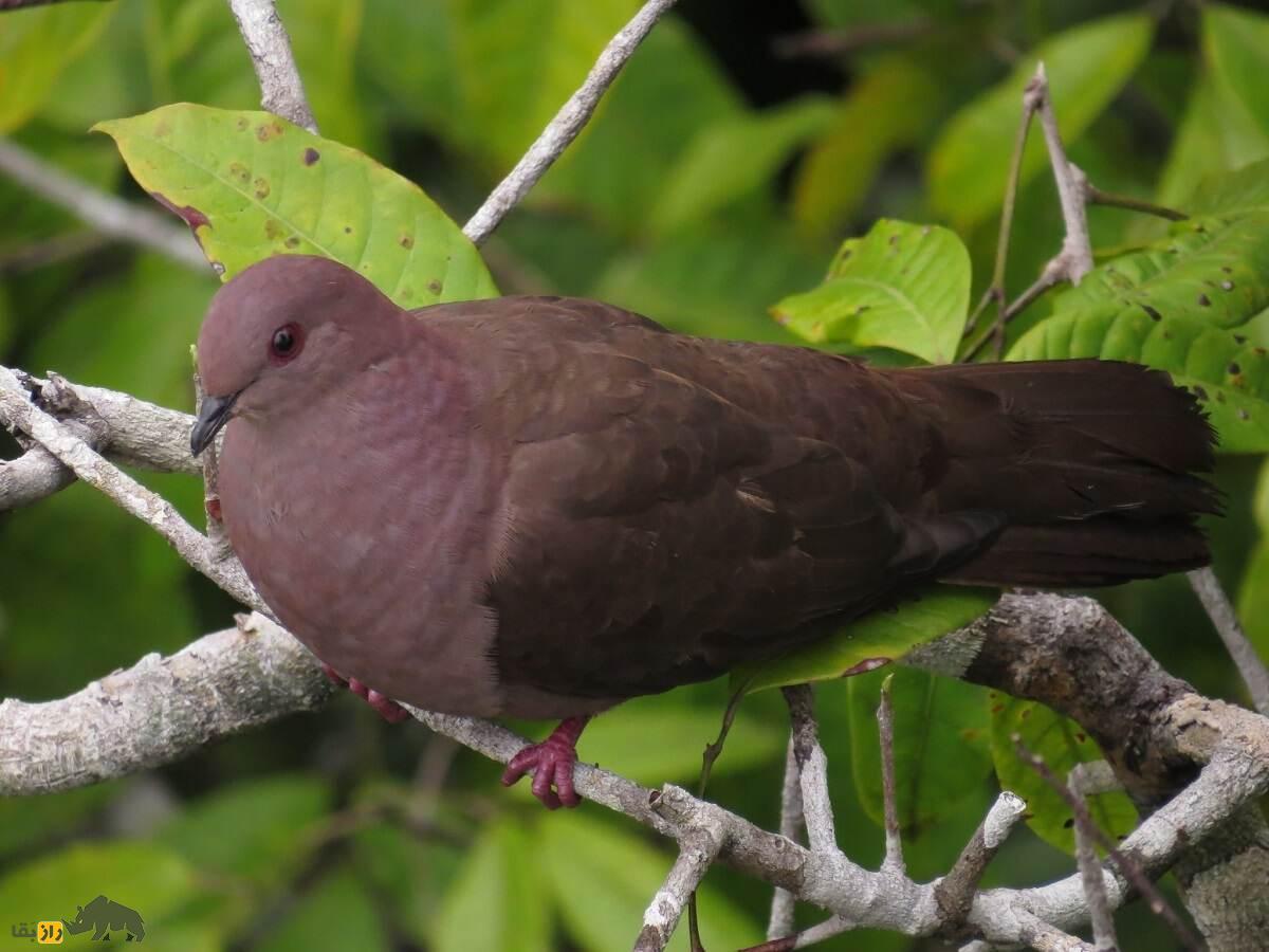 کبوتر گلگون؛ کبوتربه رنگ شرابی که در بالای ۵ متری درختان لانه میسازد کبوتر گلگون؛ کبوتربه رنگ شرابی که در بالای ۵ متری درختان لانه میسازد