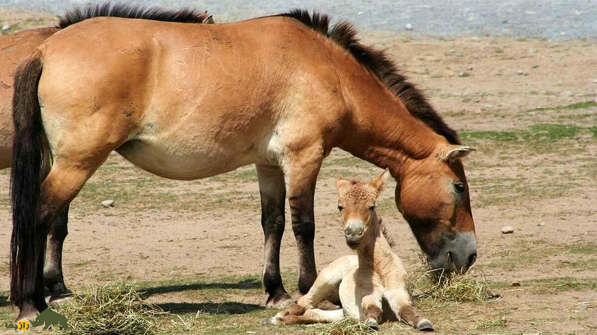 اسب شوالسکی یا تاخی؛ تنها اسب واقعا وحشی جهان که حیوان مقدس مغولستان است