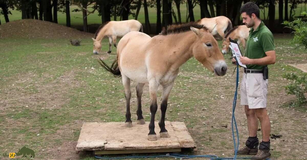 اسب شوالسکی یا تاخی؛ تنها اسب واقعا وحشی جهان که حیوان مقدس مغولستان است