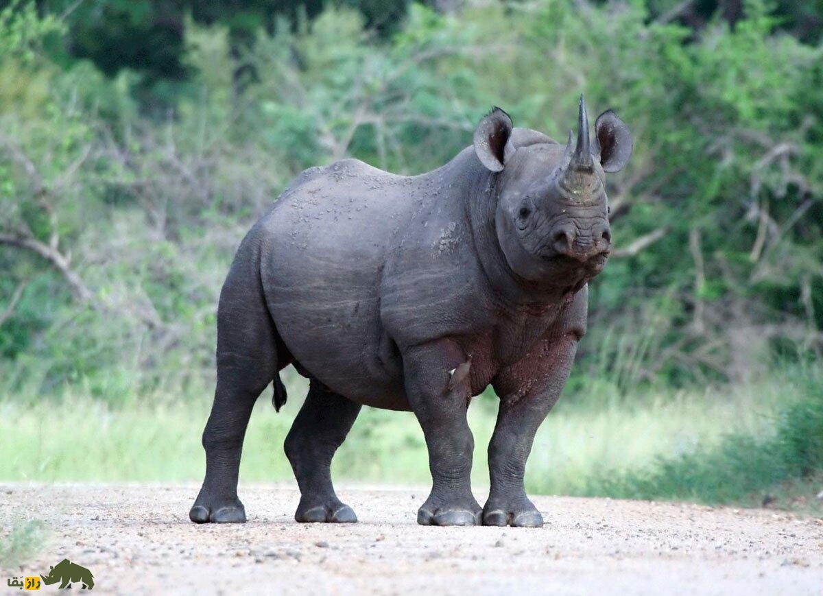 کرگدن در جنگل