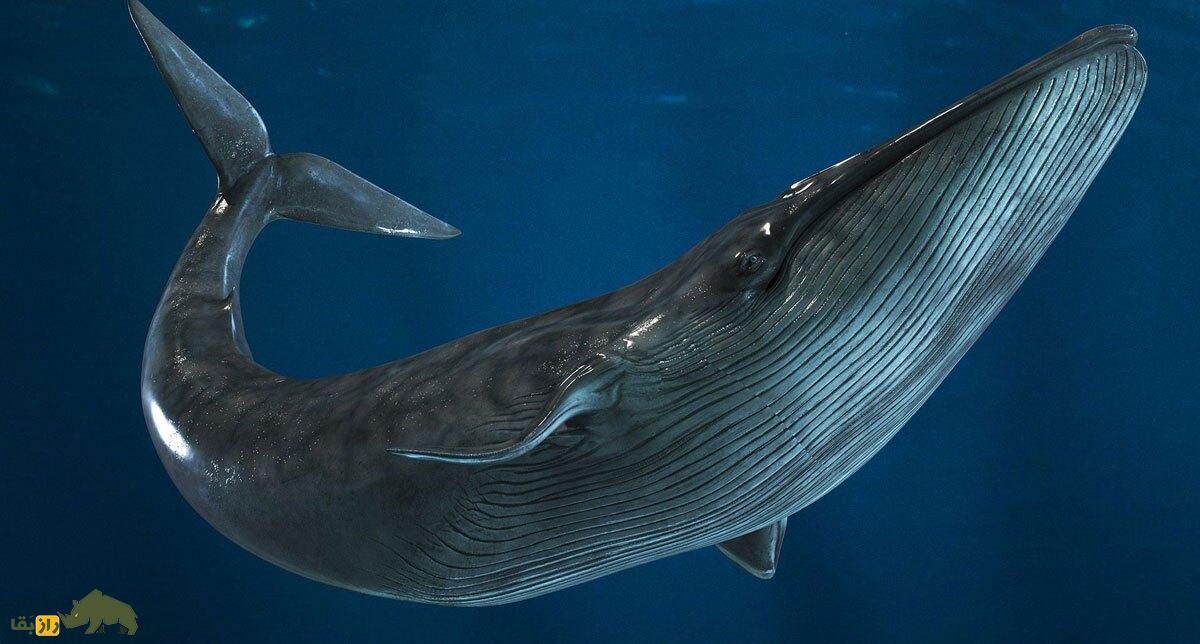 وال بزرگ در اقیانوس