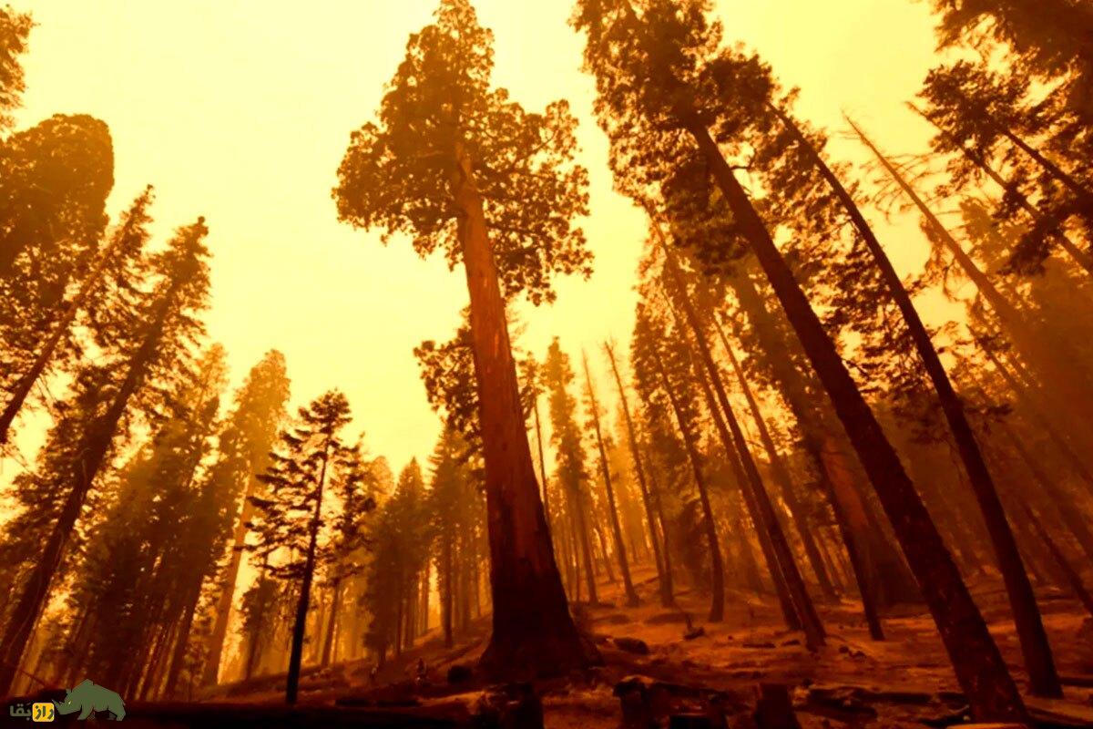 درختان نفس خود را در طول آتشسوزی حبس میکنند! درختان نفس خود را در طول آتشسوزی حبس میکنند!