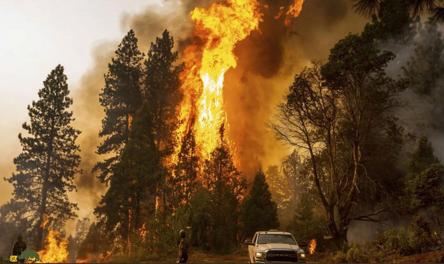 درختان نفس خود را در طول آتشسوزی حبس میکنند! درختان نفس خود را در طول آتشسوزی حبس میکنند!