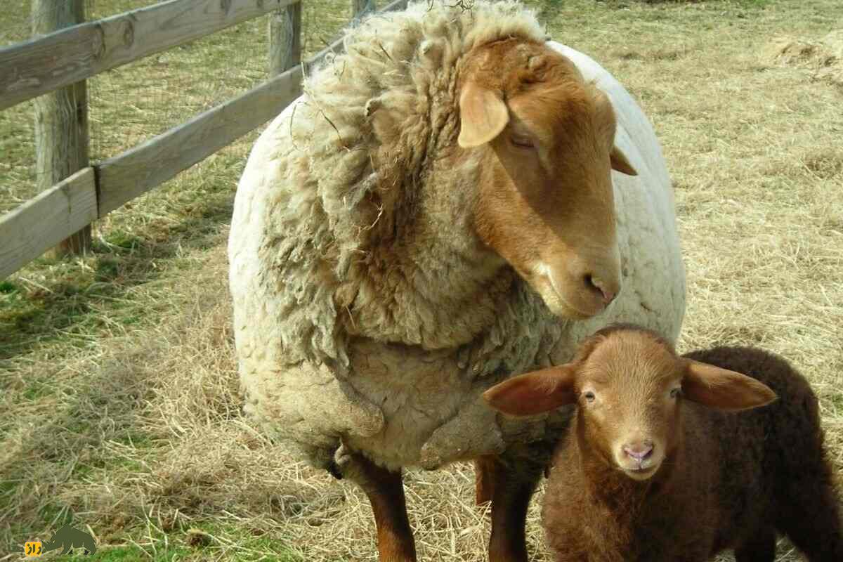 گوسفند قرمز کالیفرنیا؛ گوسفند آمریکایی ۱۲۰ کیلویی که برههایش کاملا قرمز هستند گوسفند قرمز کالیفرنیا؛ گوسفند آمریکایی ۱۲۰ کیلویی که برههایش کاملا قرمز هستند