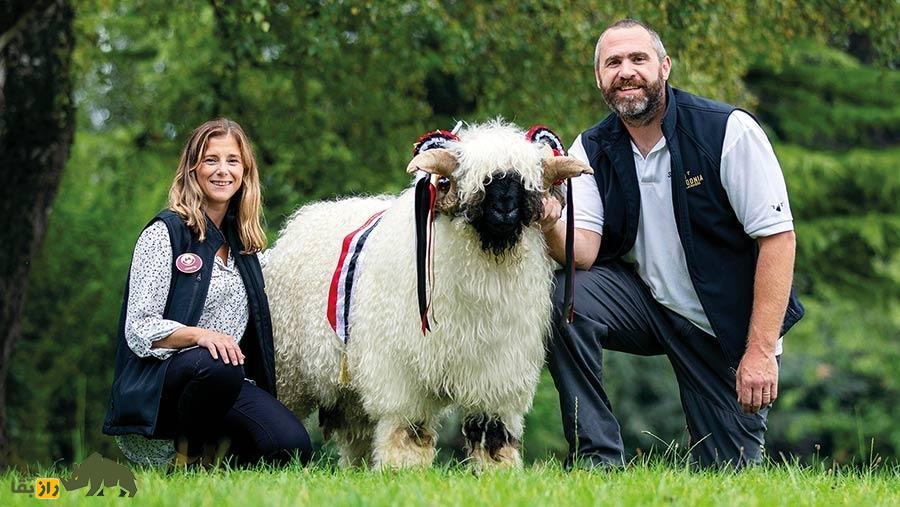 گوسفند دماغ سیاه والیس؛ گوسفندی که لقب بامزه‌ترین گوسفند دنیا را گرفت