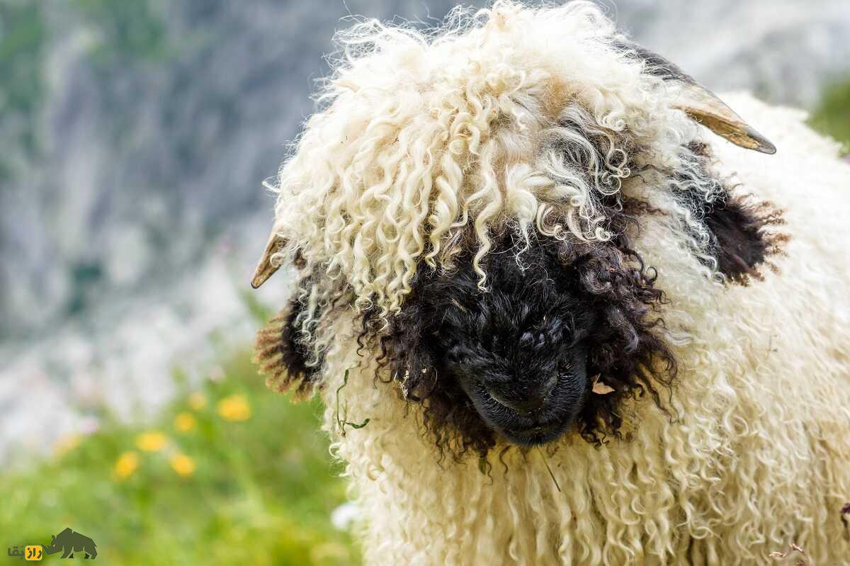 گوسفند دماغ سیاه والیس؛ گوسفندی که لقب بامزه‌ترین گوسفند دنیا را گرفت