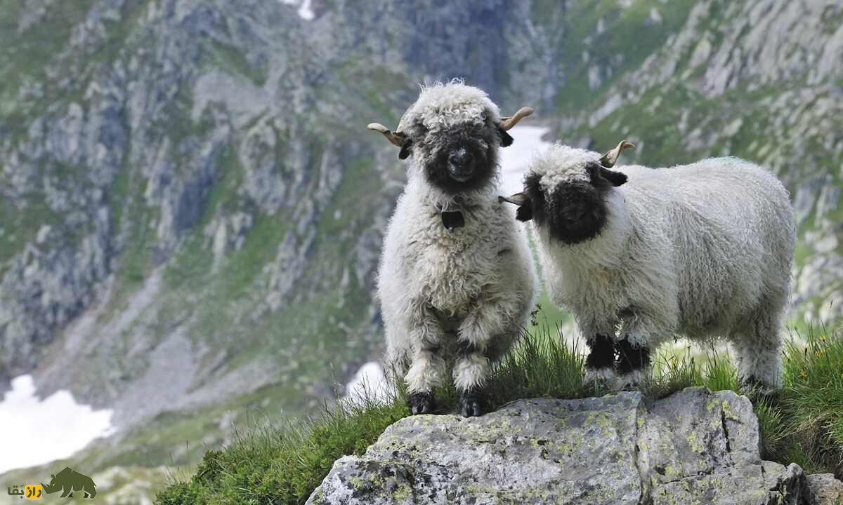 گوسفند دماغ سیاه والیس؛ گوسفندی که لقب بامزه‌ترین گوسفند دنیا را گرفت