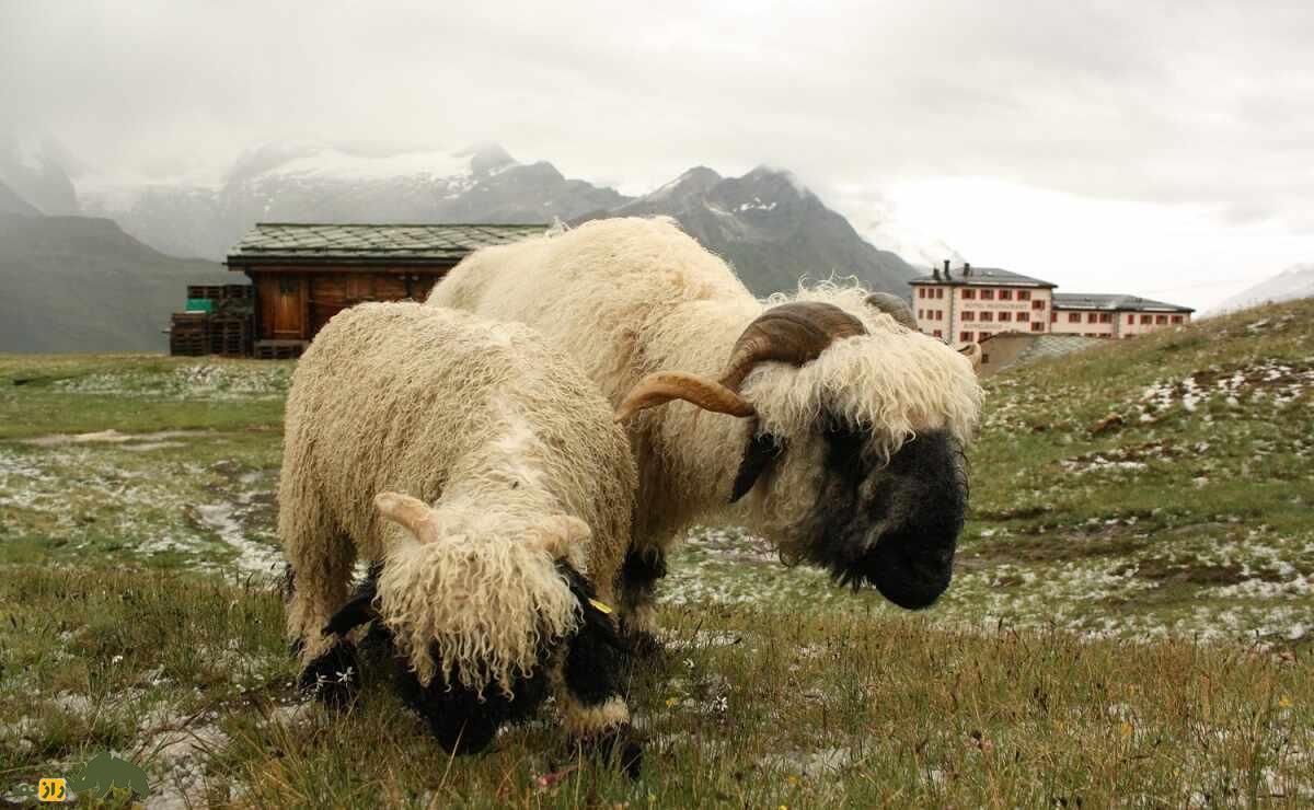 گوسفند دماغ سیاه والیس؛ گوسفندی که لقب بامزه‌ترین گوسفند دنیا را گرفت