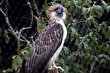عقاب میمون‌خوار؛ پرنده ملی فیلیپین با یک متر طول و ۸ کیلو وزن که کشتن آن ۱۲ سال زندان دارد!