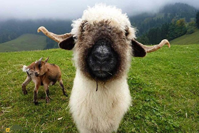 گوسفند دماغ سیاه والیس؛ گوسفندی که فقط در سوئیس زندگی می‌کند و لقب بامزه‌ترین گوسفند دنیا را دارد!