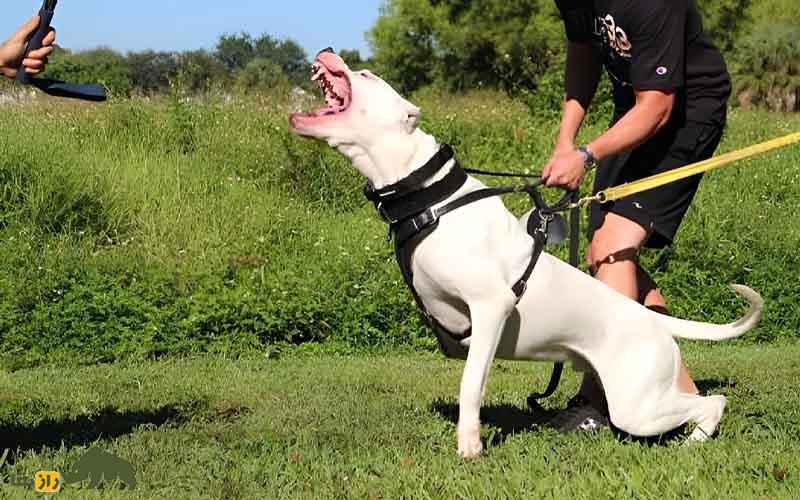 داگو آرژانتینو؛ ماستیف رعب‌آوری که به دلیل خشونت زیادش نگهداری آن ممنوع است