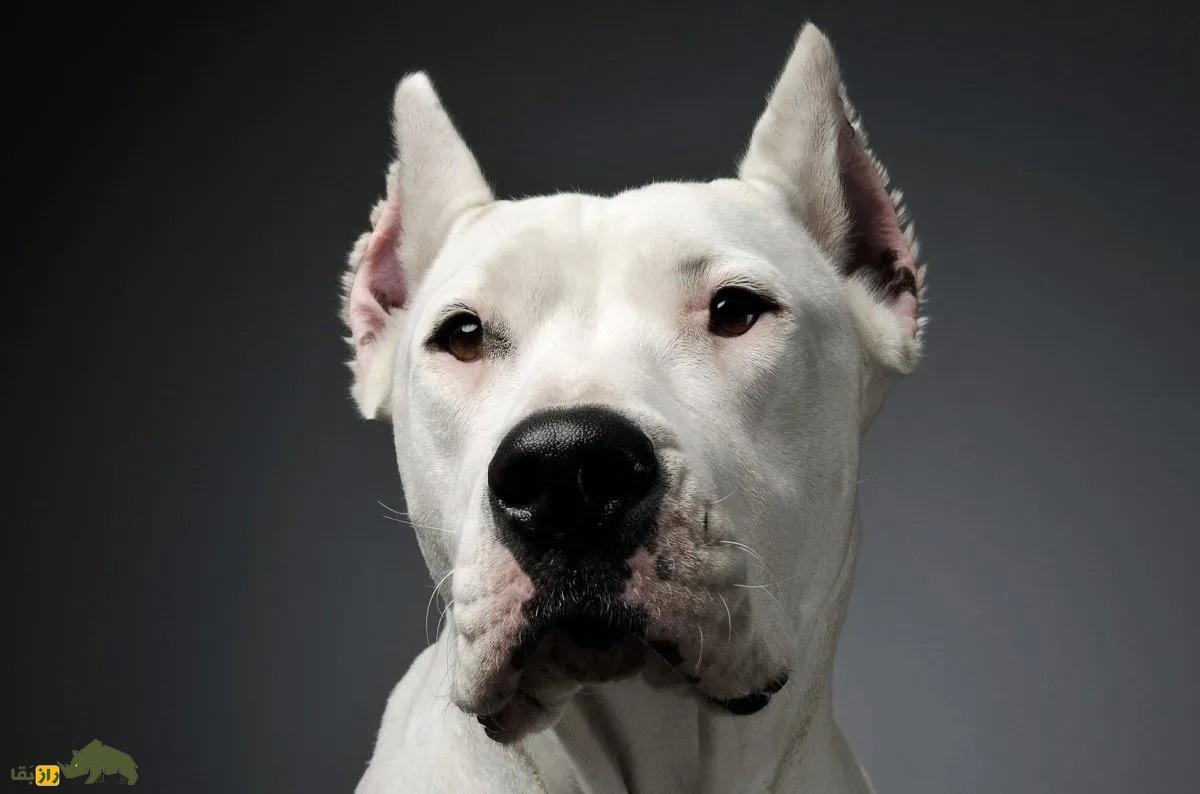 داگو آرژانتینو؛ ماستیف رعب‌آوری که به دلیل خشونت زیادش نگهداری آن ممنوع است