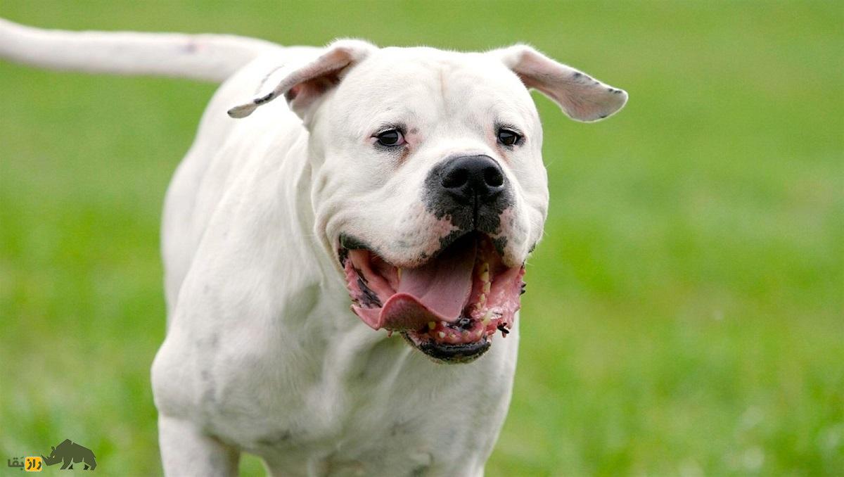 داگو آرژانتینو؛ ماستیف رعب‌آوری که به دلیل خشونت زیادش نگهداری آن ممنوع است