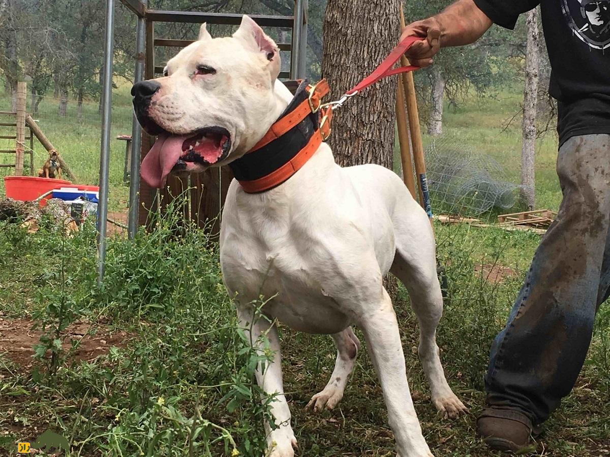 داگو آرژانتینو؛ ماستیف رعب‌آوری که به دلیل خشونت زیادش نگهداری آن ممنوع است