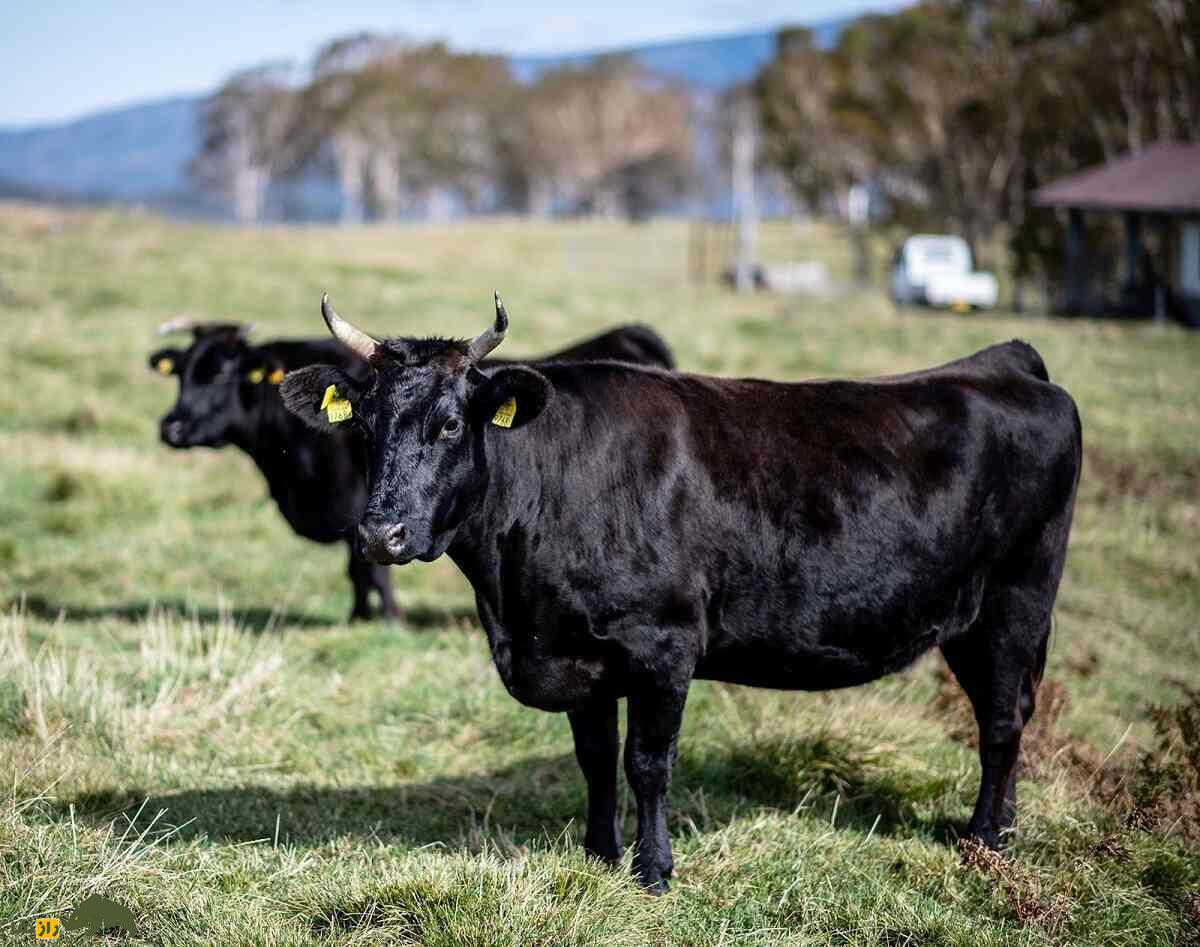 گاو «تاجیما» یا «سیاه ژاپنی؛ گاوی که جنس نر ندارد و گران‌ترین گوشت جهان دارد؛ هر کیلو ۵۵ میلیون!