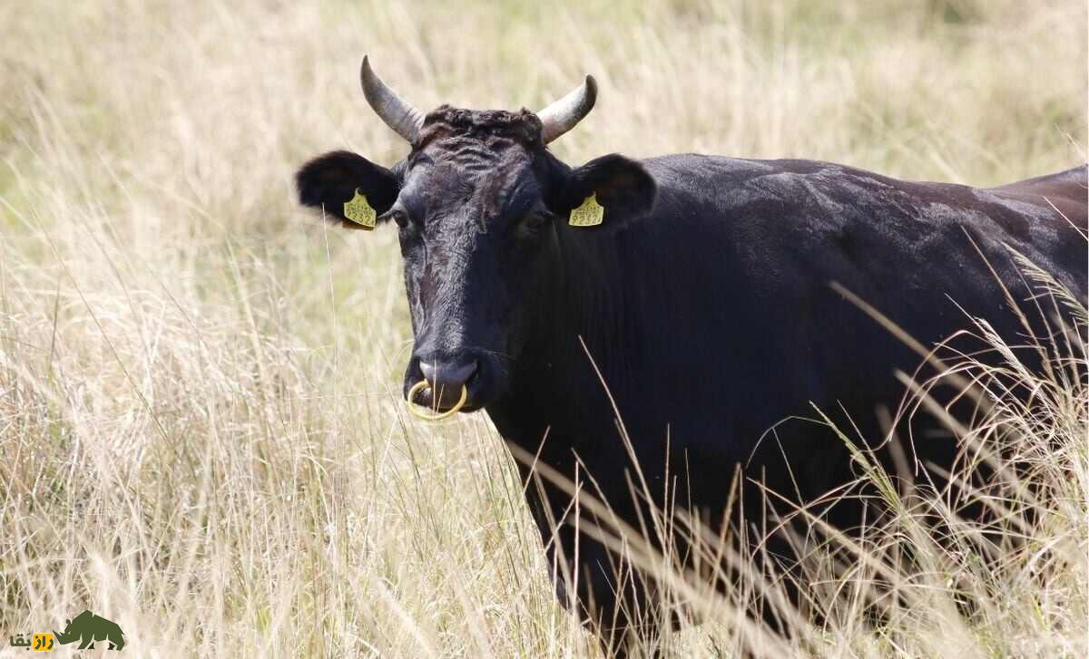 گاو «تاجیما» یا «سیاه ژاپنی؛ گاوی که جنس نر ندارد و گران‌ترین گوشت جهان دارد؛ هر کیلو ۵۵ میلیون!