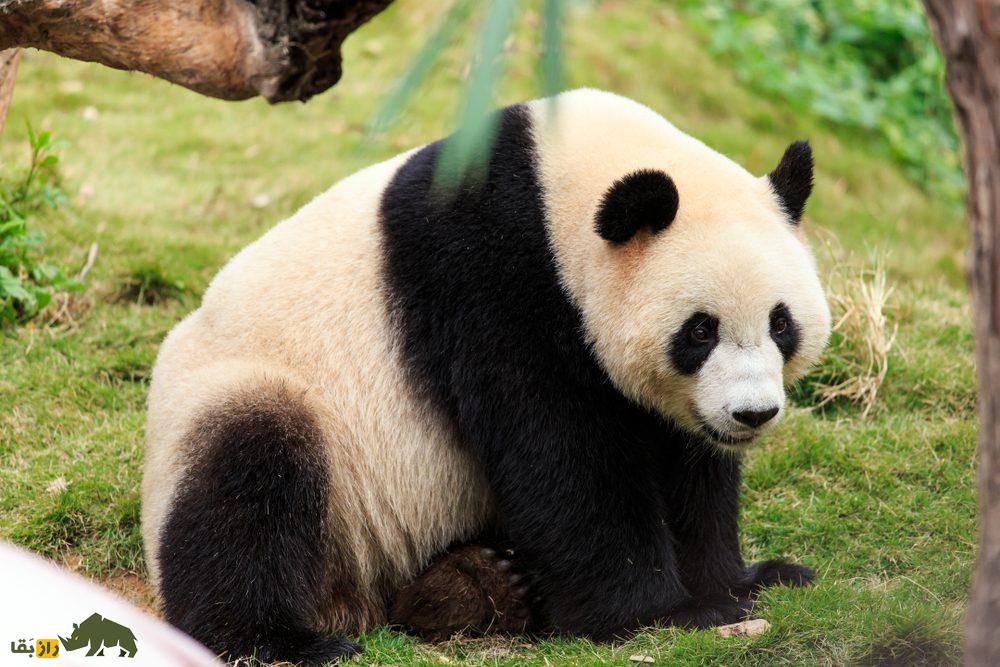 دیپلماسی پاندا چیست؟