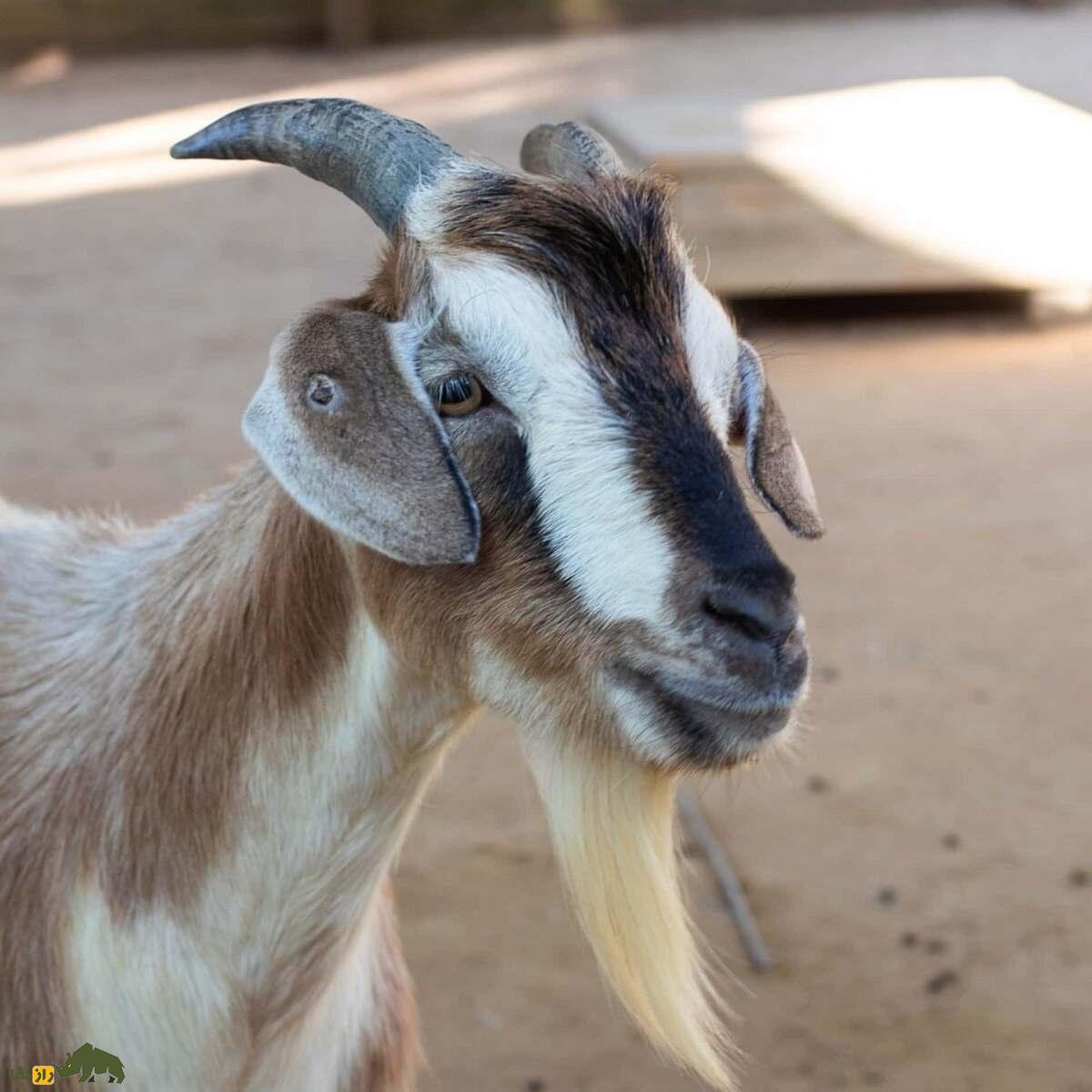 بز «آراپاوا»؛ کمیابترین بز جهان که در آستانه انقراض است بز «آراپاوا»؛ کمیابترین بز جهان که در آستانه انقراض است