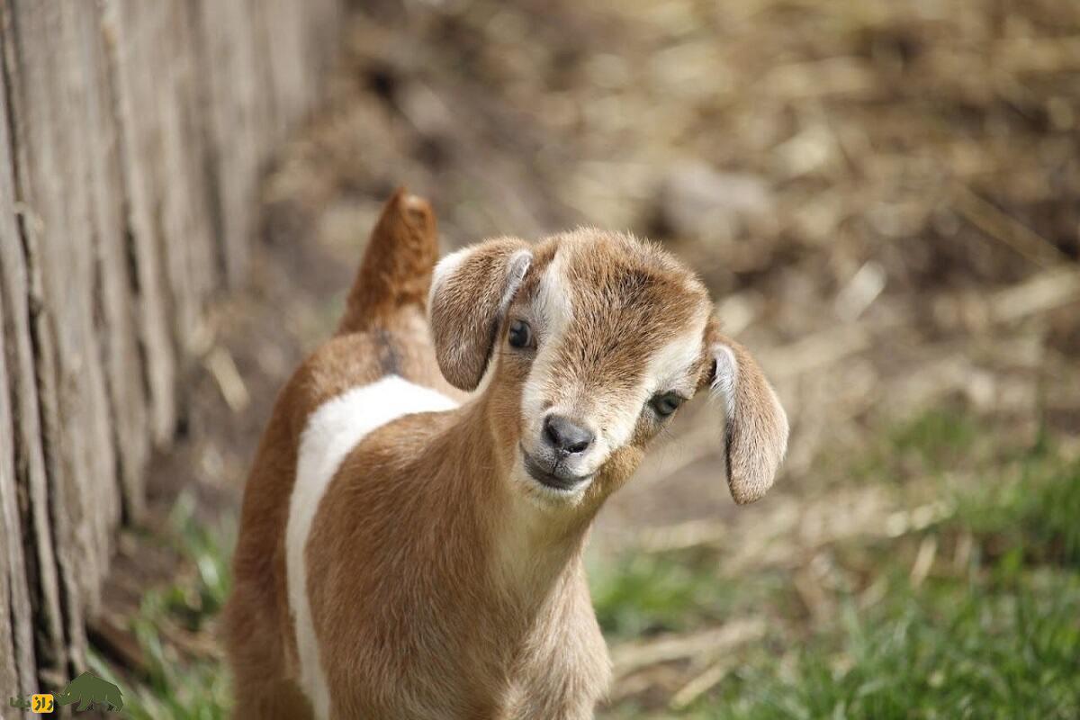 بز «آراپاوا»؛ کمیابترین بز جهان که در آستانه انقراض است بز «آراپاوا»؛ کمیابترین بز جهان که در آستانه انقراض است