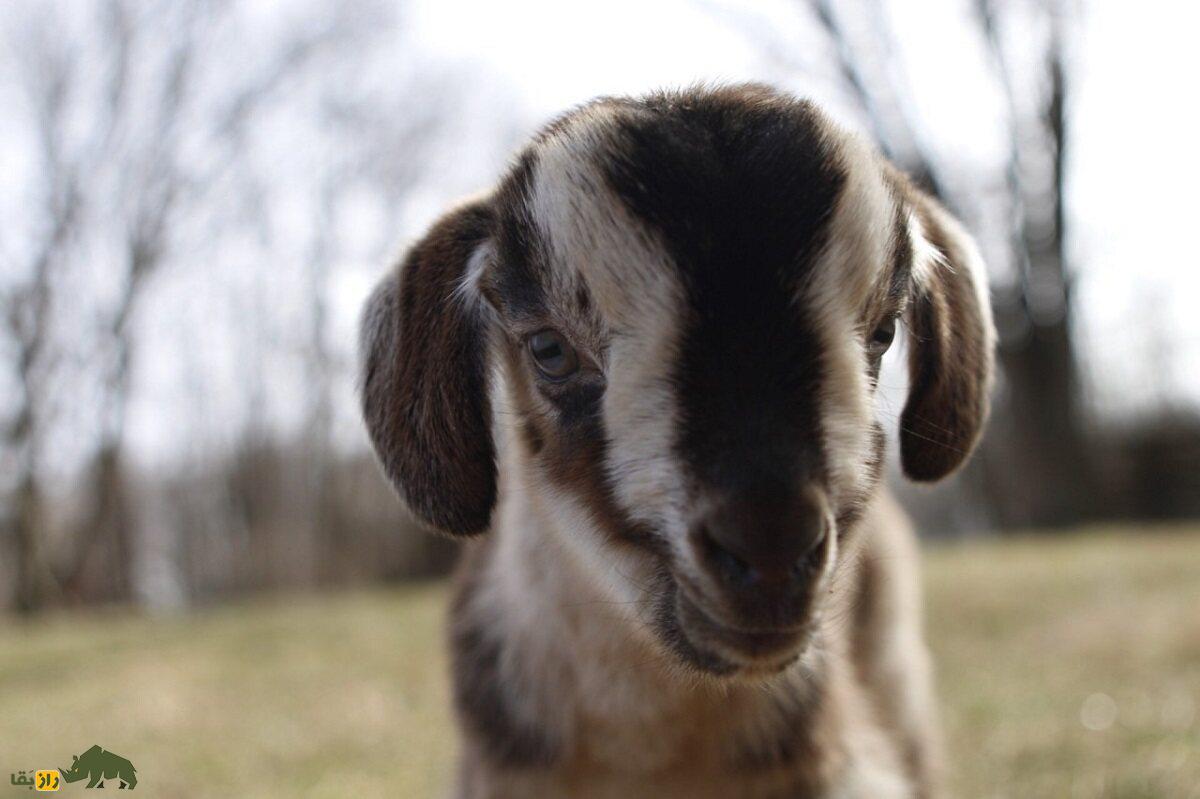 بز «آراپاوا»؛ کمیابترین بز جهان که در آستانه انقراض است بز «آراپاوا»؛ کمیابترین بز جهان که در آستانه انقراض است