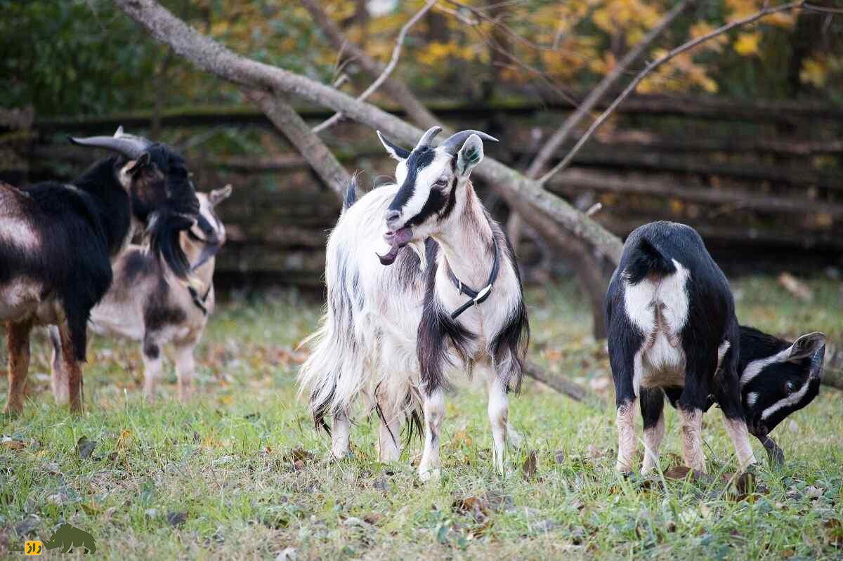 بز «آراپاوا»؛ کمیابترین بز جهان که در آستانه انقراض است بز «آراپاوا»؛ کمیابترین بز جهان که در آستانه انقراض است