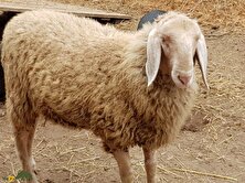 گوسفند لوهی؛ گوسفند غول‌پیکر پاکستانی که درازترین و خوشمزه‌ترین گوش جهان را دارد!